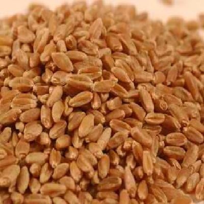Wheat Montana Bc Hard Red Wheat 1x 50LB