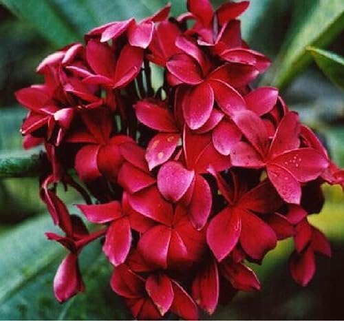 Plumeria Frangipani Plant Cuttings 4 Mixed Colors - Red, White, Yellow