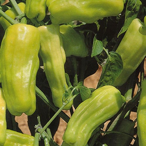 Stavros Pepper - Heirloom Greek Pepperoncini - Spicy/Sweet Flavor (10 - Seeds)