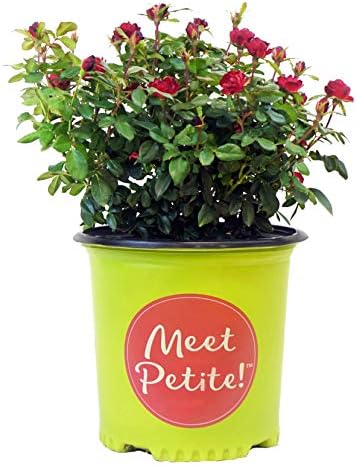 Green Promise Farms Rosa `Double Knock Out` (Reblooming) Rose, 3 Size Container, pink flower