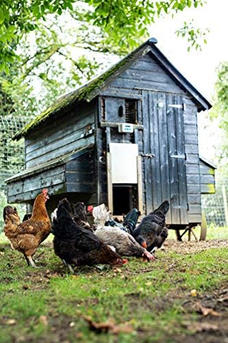 ChickenGuard Classic Door Kit Combi - 'Extreme' Auto Coop Door Opener Plus Aluminium Pop Hole Door with Oak Runners