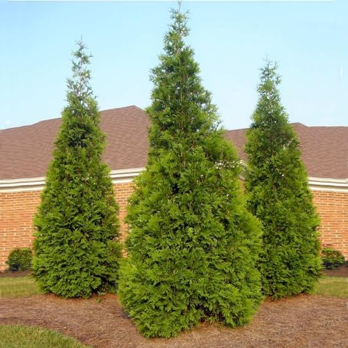 Brighter Blooms - Thuja Green Giant Arborvitae, 3-4 ft. - No Shipping to AK, AZ, HI, OR