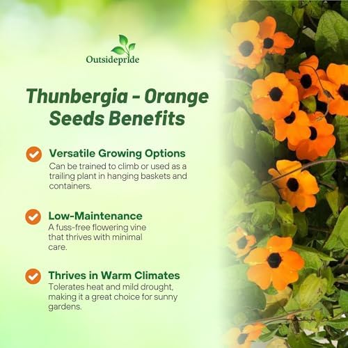 Outsidepride Sunrise Orange Thunbergia Black Eyed Susan Seeds - 100 Pcs Annual, Climbing Vine Flower Seeds for Planting Orange Blooms for Low Maintenance Gardens, Containers, Trellis & Fences