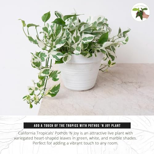 California Tropicals Pothos 'N Joy - 4" Live Plant - Variegated White and Green Leaves - Easy to Care for - Perfect for Home Decor, Gifts