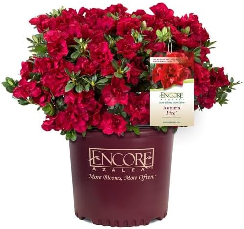 Brighter Blooms - Autumn Fire Encore Azalea Shrub, 1 Gal. - No Shipping to AZ