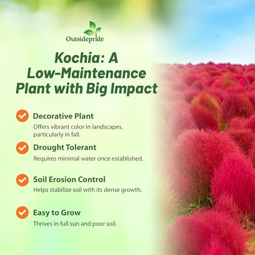 Outsidepride Kochia Trichophylla Burning Bush Seeds - 5000 Count (Vibrant Fall Color, Drought Tolerant) Shrubs and Bushes Live Plants Outdoor, No Maintenance Bushes for Landscaping