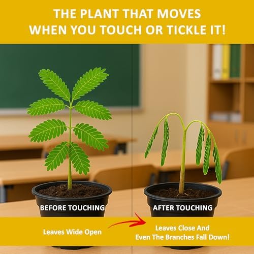 Zombie Plant Seed Packets – Grow a Live Sensitive Plant that Plays Dead When Touched! Indoor Plant Seeds & Educational STEM Activity | House Plant Seeds | Unique Garden Seeds – 2 Pack