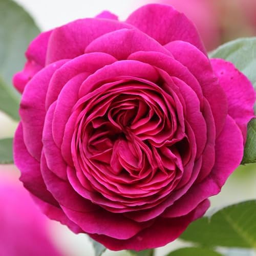 Heirloom Floribunda Roses, Live Own Root Plant, Koko Loko™ | Moderately Fragrant, Hardiness Zones: 6-10, Repeat Blooming,For Outdoor Gardens, Planters, and Pots