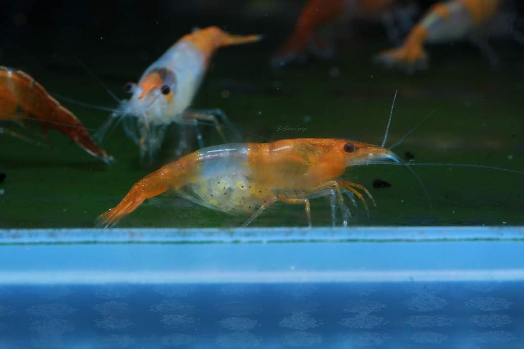 Live Freshwater Aquarium Shrimp - Neocaridina (Red Cherry, 5 Pack)