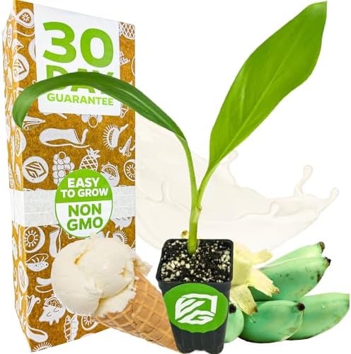 Ice Cream Banana Tree (1-Pack) Live Plants by Wellspring Gardens | Easy to Grow Plants for Nature Lovers & Gardeners- Outdoor Planting in Patio | Musa acuminata