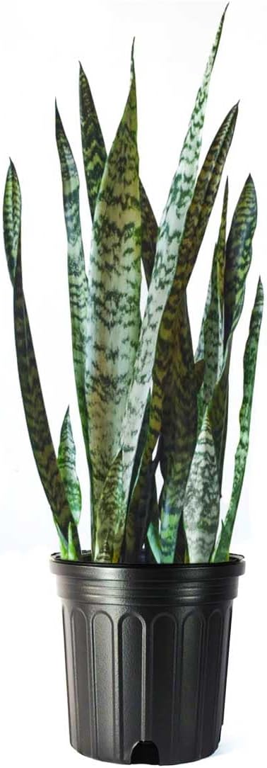 American Plant Exchange Snake Plant – Medium 6-Inch Pot Yellow Sansevieria Trifasciata, Drought-Tolerant, Air-Purifying Live Houseplant for Home