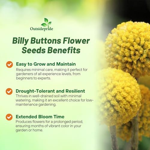Outsidepride Billy Button Craspedia Globosa Seeds - 1000 Pcs Perennial, Hardy & Drought Tolerant, Flower Seeds for Planting w/Yellow Spherical Blooms, Ideal for Cut Flower & Pollinator Gardens