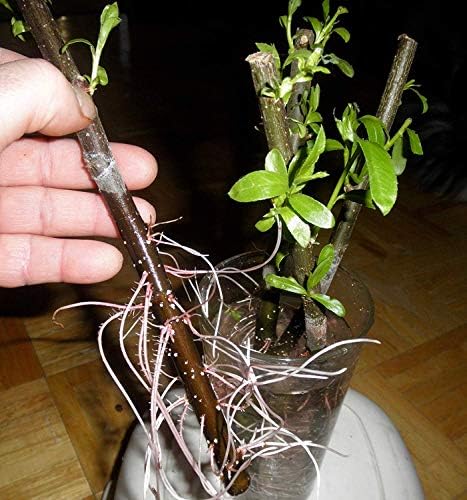 26 Hybrid Willow Trees - Ready to Plant - Fast Growing Shade Tree - 26 Indoor/Outdoor Live Tree Plants