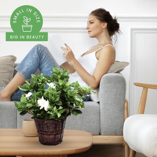 American Plant Exchange Gardenia Tree – Live Evergreen in Large 8-Inch Pot, Fragrant White Blooms, Easy-Care Indoor & Outdoor Flowering Tree for Home, Patio & Garden Décor