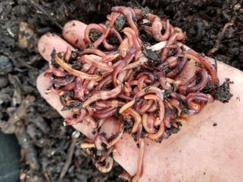 250+ Red Wiggler Earthworms, Organic and Sustainably Raised, Model:, Home/Garden & Outdoor Store Y