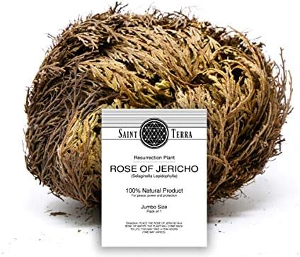 Saint Terra - Rose of Jericho Flower the Resurrection Plant, Jumbo Size, 5 to 6 Inches Wide