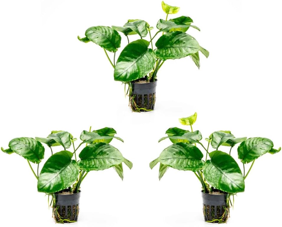 Anubias Nana Live Aquarium Plants - Potted Freshwater Plant for Fish Tanks, Terrariums - Beginner Friendly Low Light (1 Pot)