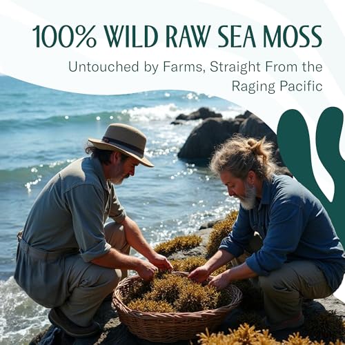 TrueSeaMoss Raw Irish Sea Moss – Wildcrafted Sun-Dried Seaweed for Homemade Gel – 16oz (1 lb) Makes Up to 200oz Gel – Atlantic Harvested