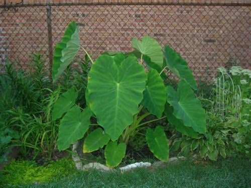 Ready to Grow 10 Colocasia Esculenta Green Elephant Ear Taro Gabi Kalo Eddo Bulbs by Greenhouse PCA