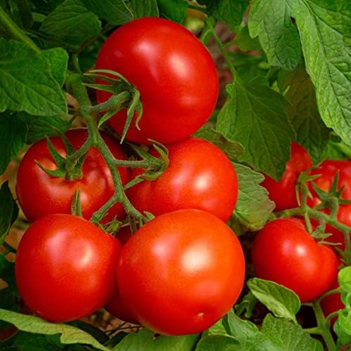 2.25lb Tomato & Vegetable Plant Food Fertilizer Triple Play 8-8-8 (Covers Up to 250 Square Feet)