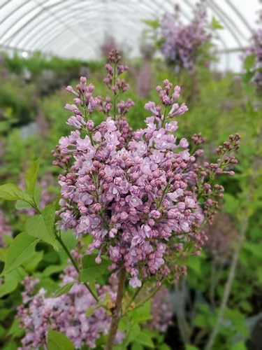 Proven Winners - Syringa x Bloomerang Dark Purple (Reblooming Lilac) Shrub, dark purple flowers, #3 - Size Container