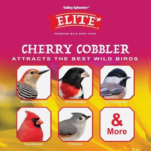 Cherry Cobbler