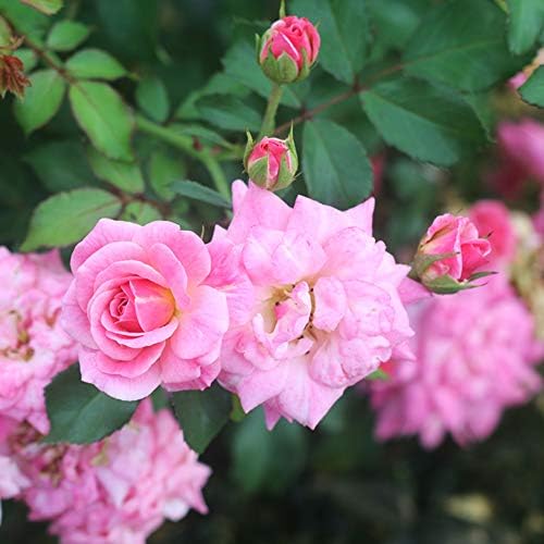 Perfect Plants Sweet Drift Rose Live Plant, 1 Gallon, Pink Ground Cover | Baby blush blooms 8 to 9 months a year, zones 5-10, low mounding perennial, drought tolerant and winter hardy