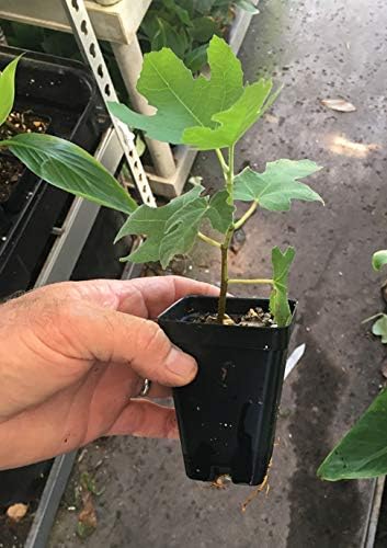 Chicago Hardy Fig Tree - Very Cold-Hardy - Live fig Tree
