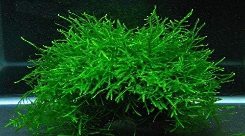 Java Moss Live Aquarium Beginner Plant Tank Planted Golf Ball Size Portion
