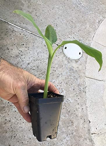Musa Basjoo Banana Plant - Cold Hardy Banana - Japanese Snow Banana