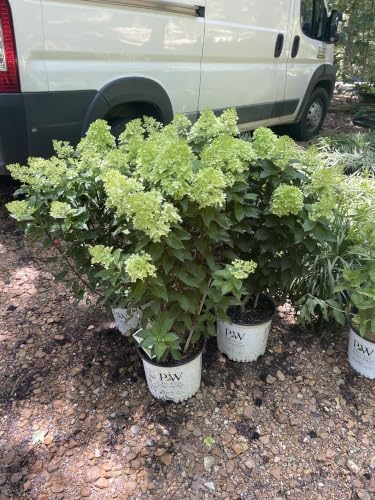 Limelight Prime® Panicle Hydrangea