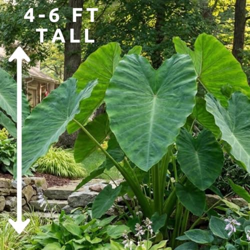 Giant Elephant Ear (3 Bulbs) Colocasia Esculenta - Beautiful Bulbs,tropical