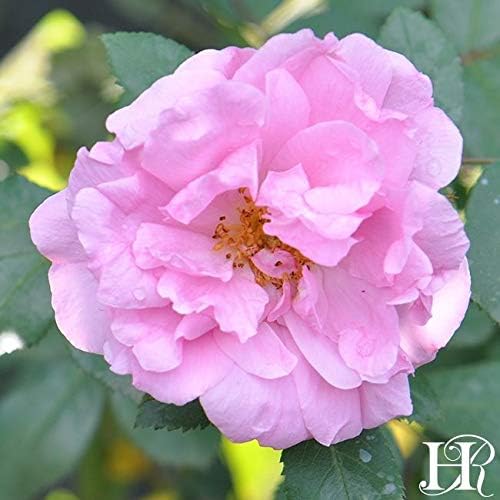 Heirloom Hardy Roses, Live Own Root Plant, John Davis | Moderately Fragrant, Hardiness Zones: 2-9, Repeat Blooming, For Outdoor Gardens, Planters