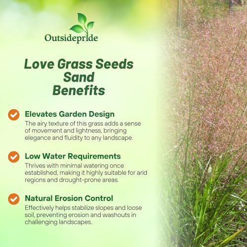 Outsidepride 500 Seeds Perennial Eragrostis Spectabilis Ornamental Love Grass Seed for Planting