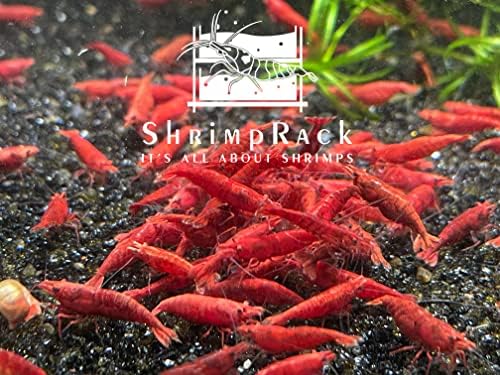 ShrimpRack™ 10 Fire Red Neocaridina High Grade Live Freshwater Aquarium Shrimps. Full Grown Breeding Age Size 0.75-1inches. Live Arrival Guarantee.