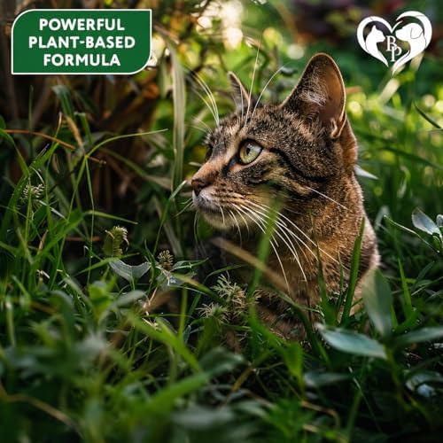 Natural Flea & Tick Collar for Cats - 6 Months Control of Best Prevention & Safe Treatment - Anti Fleas and Ticks Essential Oil Repellent (1 Pack)