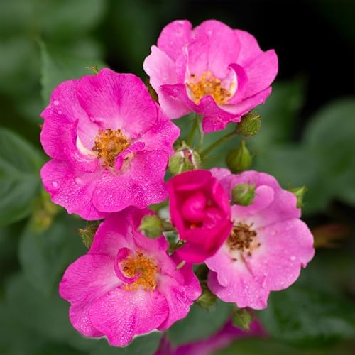 Heirloom Floribunda Roses, Live Own Root Plant, Koko Loko™ | Moderately Fragrant, Hardiness Zones: 6-10, Repeat Blooming,For Outdoor Gardens, Planters, and Pots