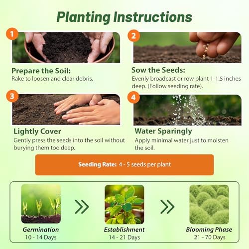 Outsidepride Kochia Trichophylla Burning Bush Seeds - 5000 Count (Vibrant Fall Color, Drought Tolerant) Shrubs and Bushes Live Plants Outdoor, No Maintenance Bushes for Landscaping