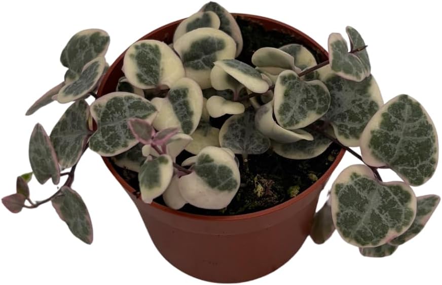 String of Hearts - Hearts Entangled -Ceropegia woodii-2.5" Pot-Collector' Series