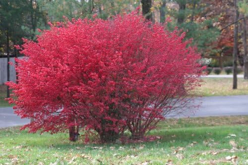 50 Burning Bush Kochia Scoparia Shrub Seeds