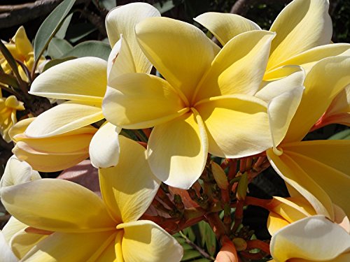 4 Hawaiian Plumeria Plant Cuttings Mixed Colors Pink, Yellow, White