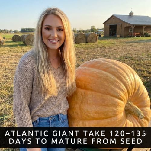 Biggest Pumpkin in The World | 10 Seeds | Grow Atlantic Giant Pumpkins