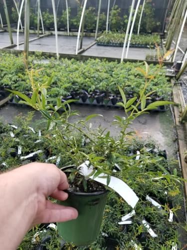 Lady Banks Yellow Climbing Rose - Live Plant - Quart Pot