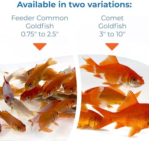 Toledo Goldfish Classic Comet Goldfish: Live Goldfish with a Variety of Sizes for Ponds, Tanks, and Aquariums - 3-4 Inches, 5 Count