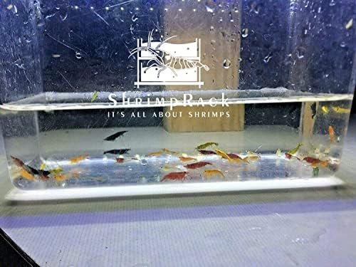 ShrimpRack™ 20 Mixed Color Neocaridina Shrimp Live Freshwater Aquarium Shrimps Beeding Age Young Adults 1/2-1 inch Long. Live Arrival Guarantee.