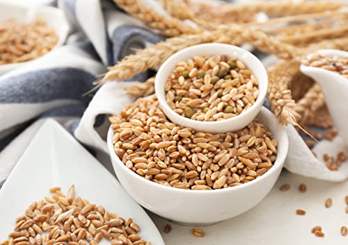 Food to Live Hard Red Wheat Berries, 3 Pounds – Sprouting for Wheatgrass, Kosher, Raw, Vegan, Bulk