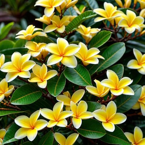 GROW HAWAII- HAWAIIAN YELLOW PLUMERIA PLANT CUTTING.