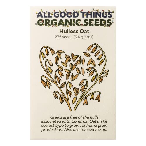 All Good Things Organic Hard Red Spring Wheat Seeds for Planting: 200 Count | Classic Bread-Baking Wheat, High-Protein Hard Red Kernels, Homestead Grain Plot Staple, Doubles as Cover Crop, Non-GMO
