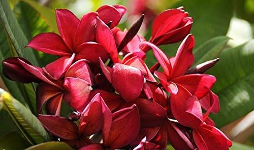 Red Plumeria Frangipani Plant Cutting Hawaii Cx8