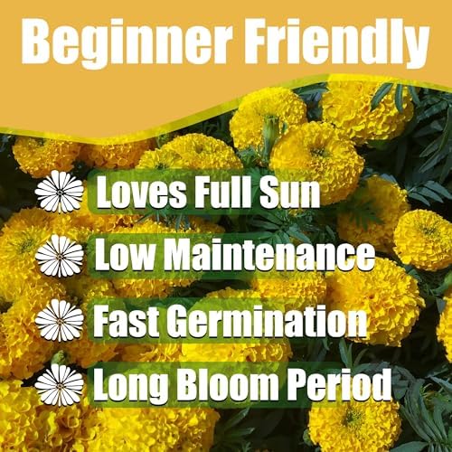 Park Seed Whopper Mix Marigold Flower Seeds – Giant 4-Inch Double Blooms in Yellow, Gold & Orange, Compact and Weather-Resistant Plants, Easy to Grow for Beds or Containers – Pack of 25